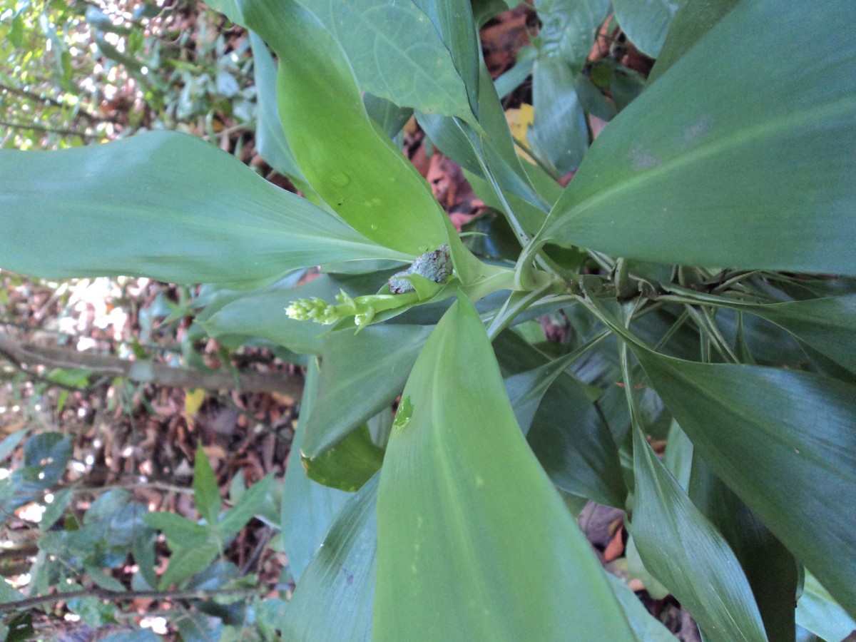 Dracaena thwaitesii Regel